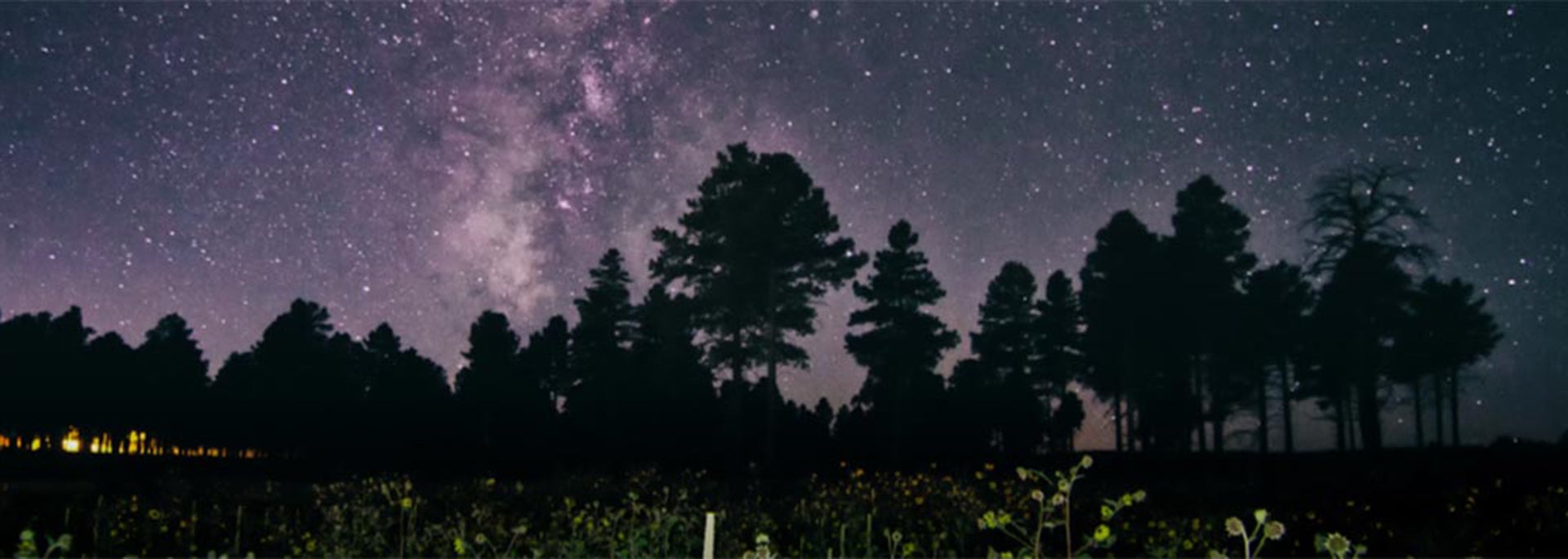 photo of forest with starry night