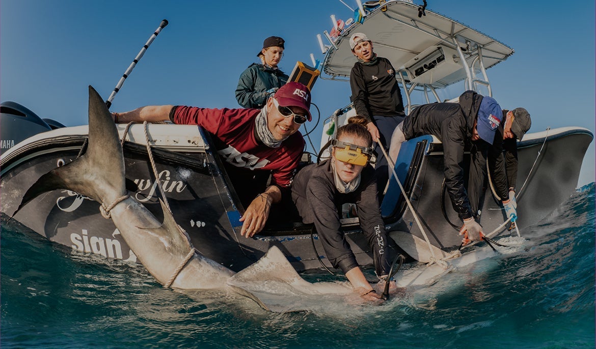 photo of students tagging a shark in the ocean