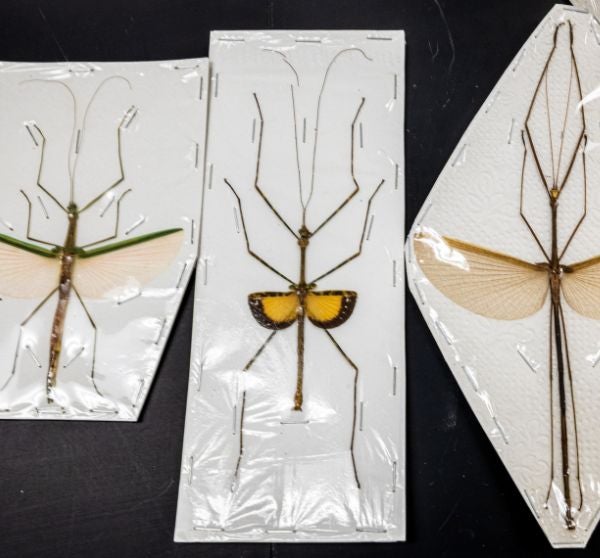 three large stick bugs preserved in a clear pouch