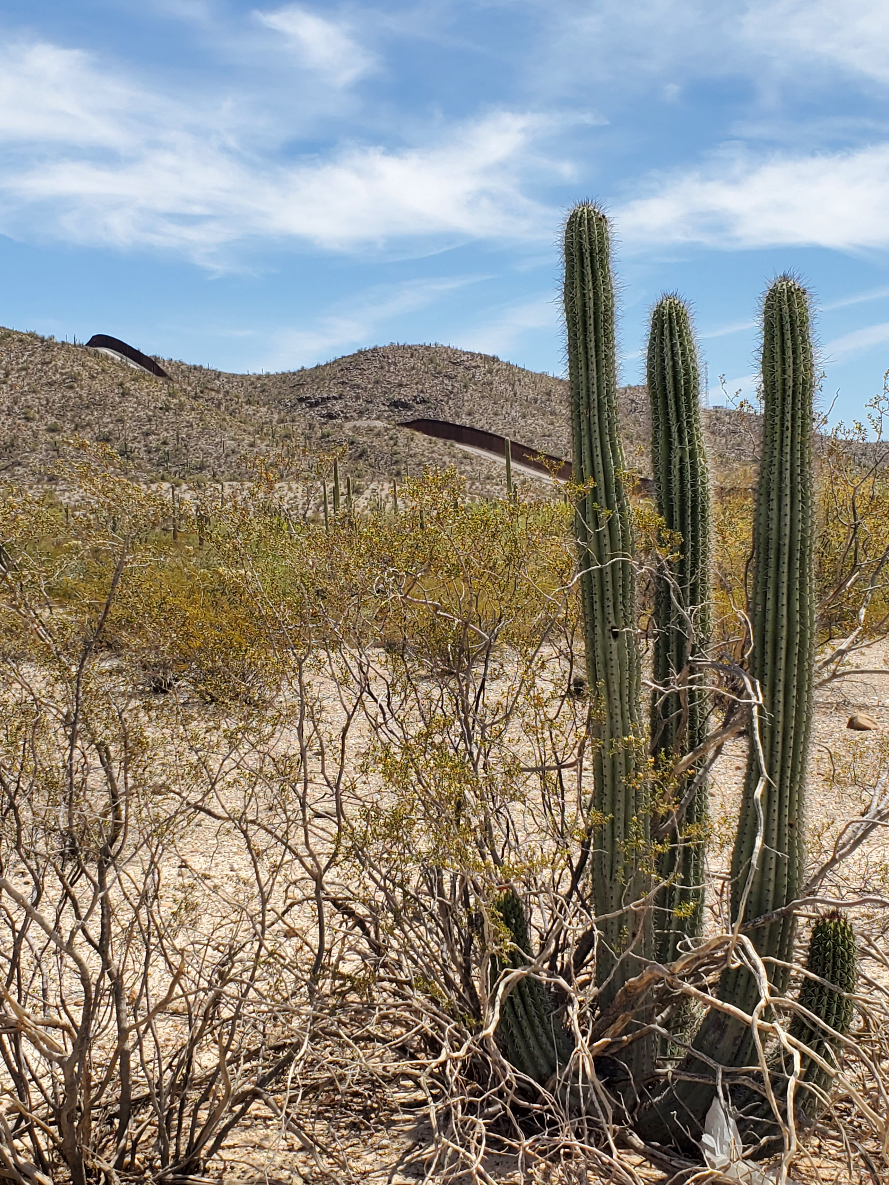 The Sonoran Desert with the U.S.-Mexico border wall in the background