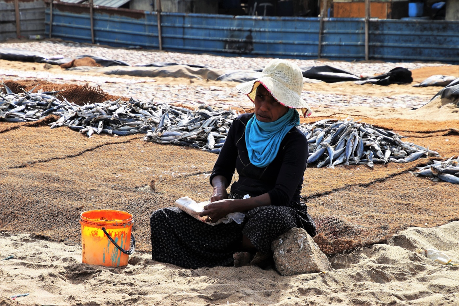 A woman sorts and cleans fish, a typical activity, in Sri Lanka