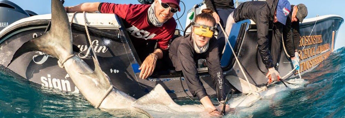 photo of students tagging a shark in the ocean