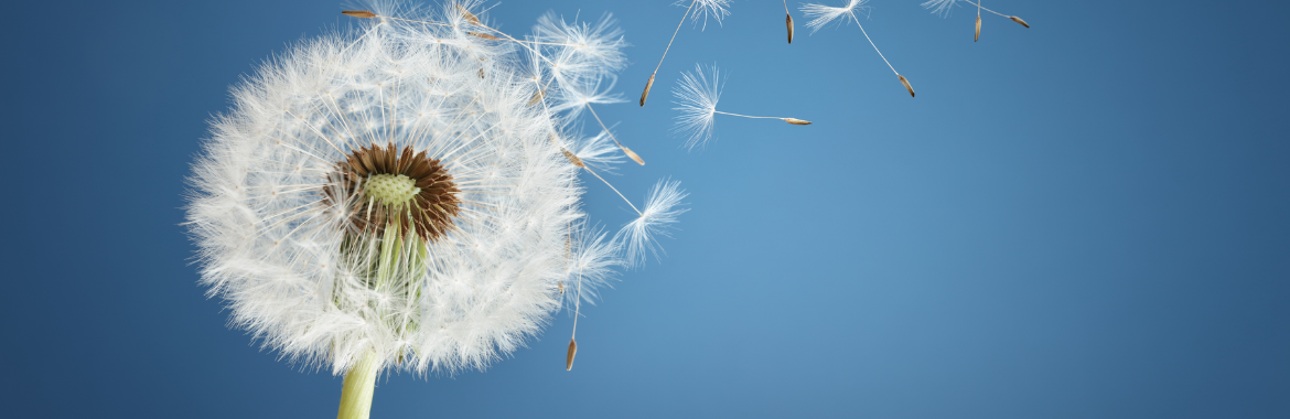photo of dandelion in the wind
