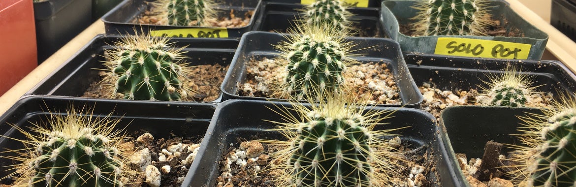 photo of cacti