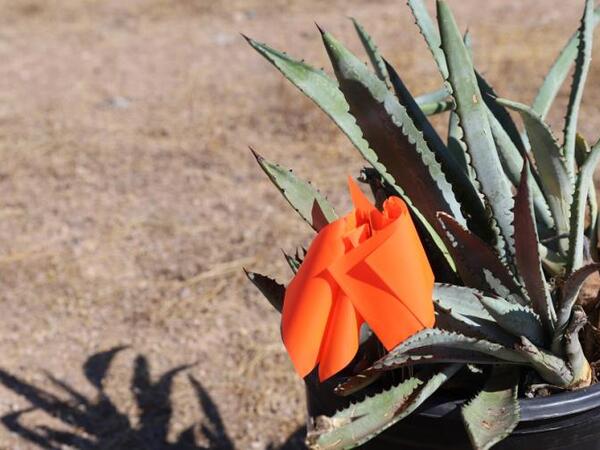 photo of plant newly planted with tags